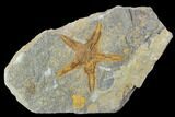 Ordovician Starfish (Petraster?) Fossil - Morocco #100508-1